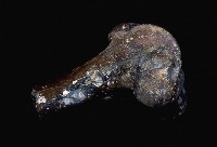 藏品(德氏水牛股骨下半段)的圖片